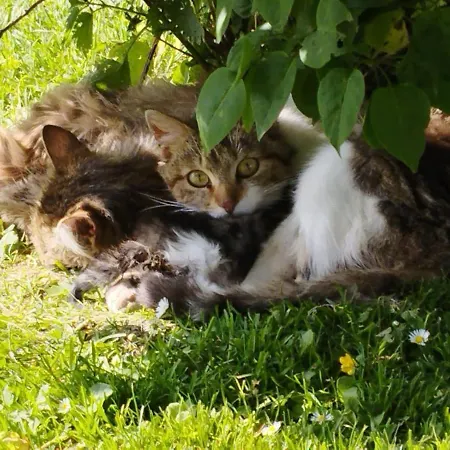 Schwarzkoglerhof Apartmán