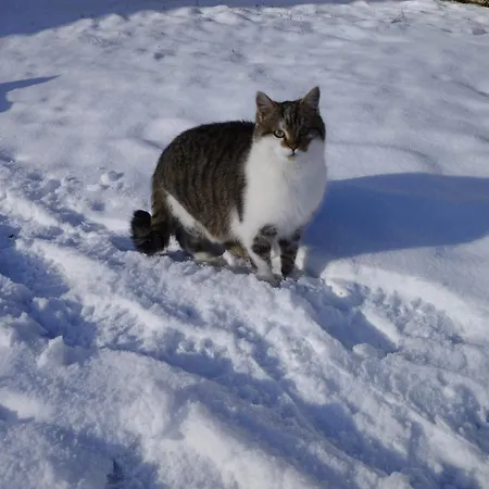 Apartmán Schwarzkoglerhof *