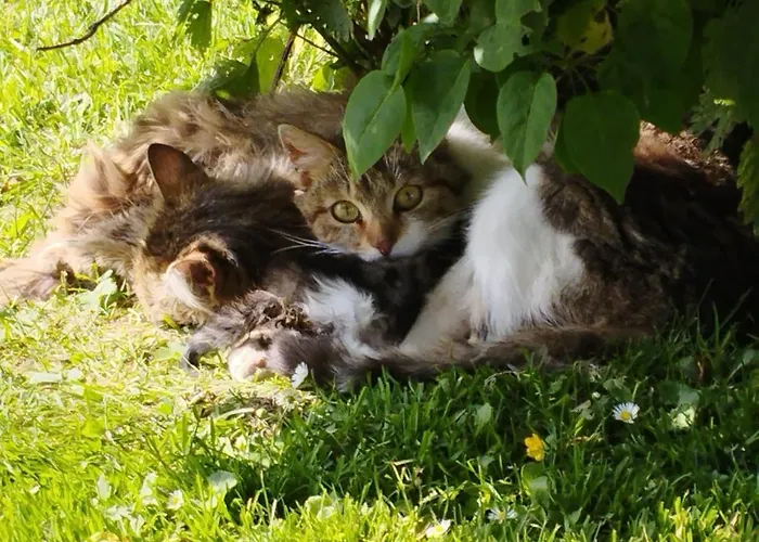 Schwarzkoglerhof Apartment